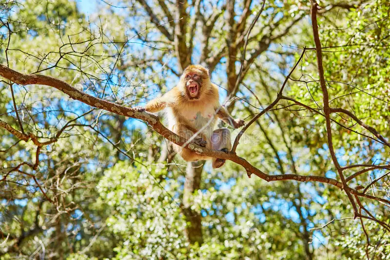 barbary-apes-cedar-forest-northern-morocco-near-azrou-africa-59005339